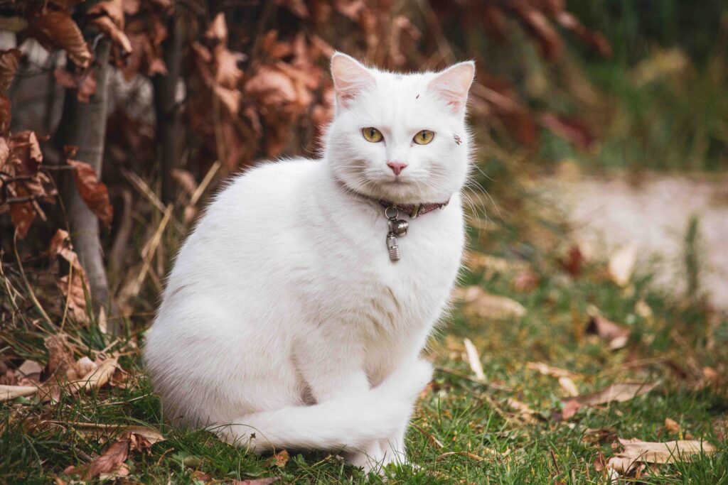 BigBong Photography: Elegant White Cat Poses Among Colorful Autumn Leaves