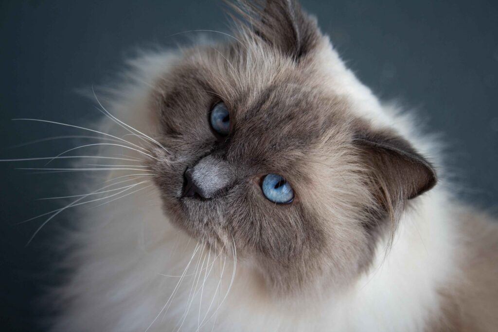 BigBong Photography: Ragdoll Cat with Piercing Blue Eyes