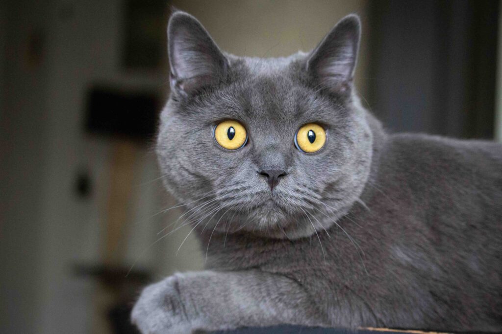 BigBong Photography: Gray Cat with Glowing Yellow Eyes Sits Regally on Table