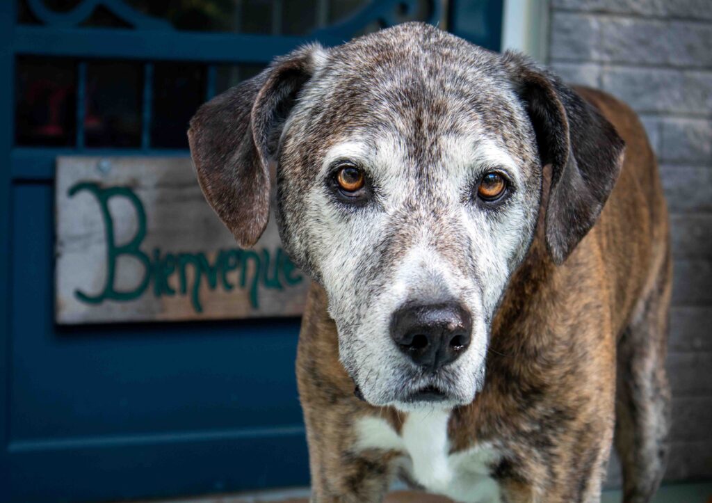 BigBong Photography: Senior Dog Gazes from Porch