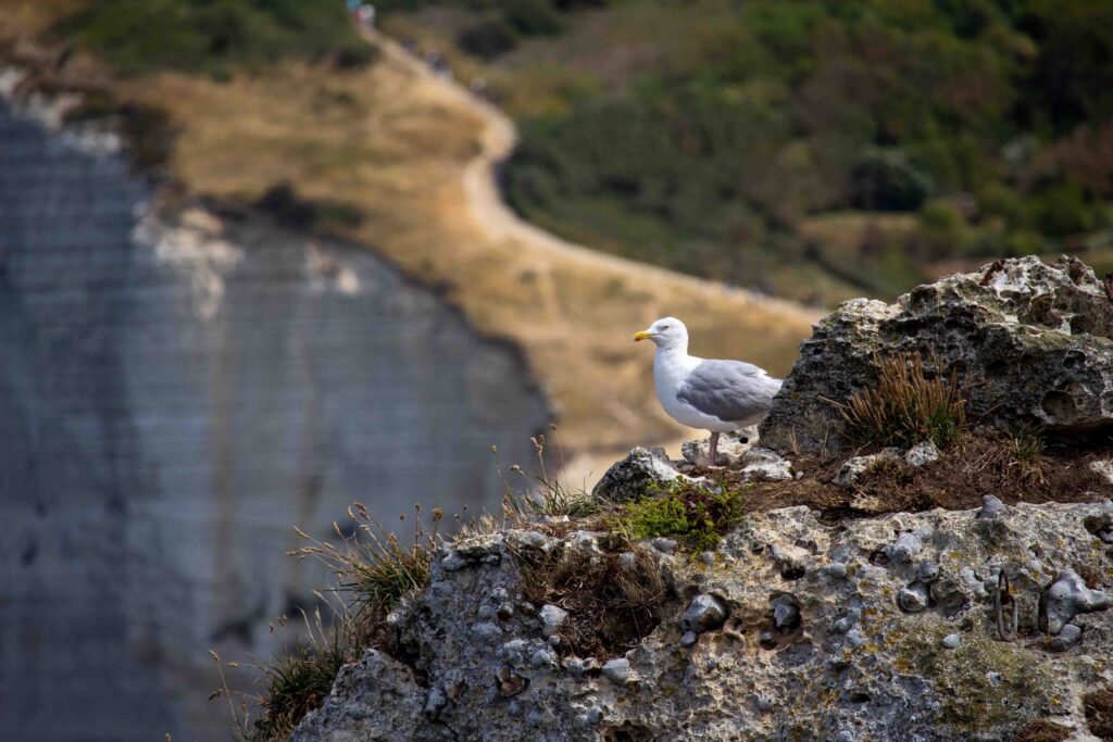 BigBong Photography: Seagull Surveys Its Domain from a Rocky Perch
