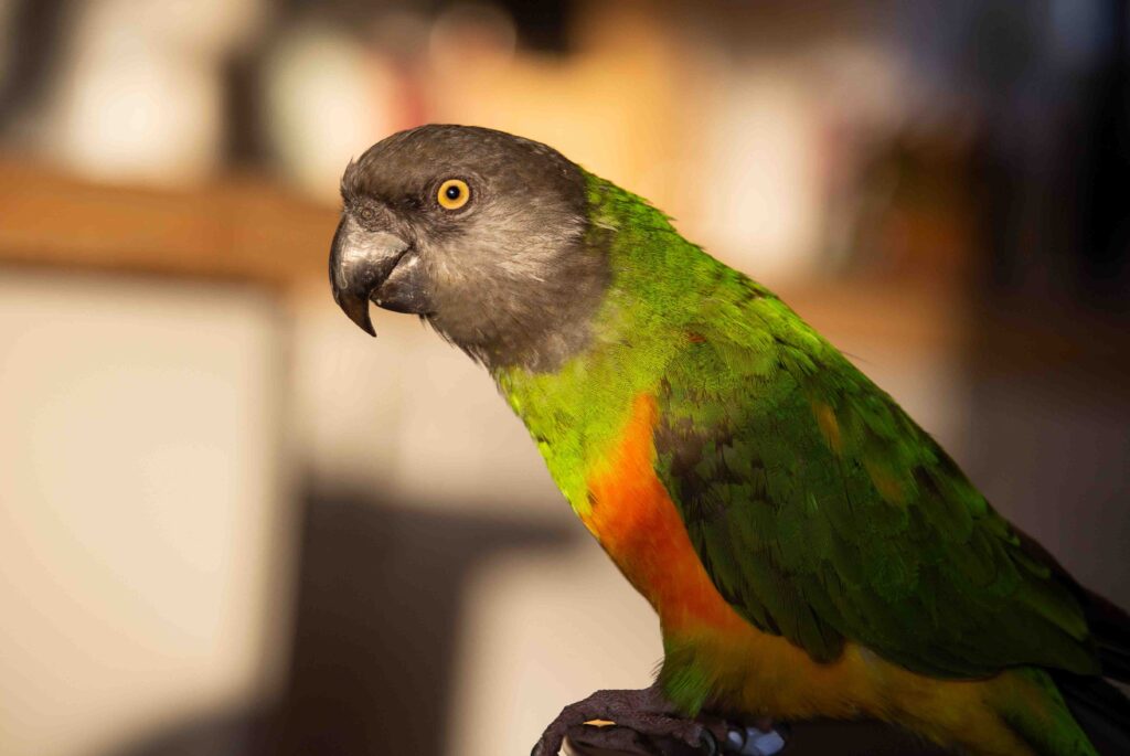BigBong Photography: Senegal Parrot's Inquisitive Gaze
